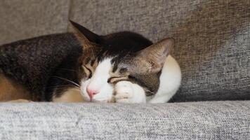 chiuso su tiro di assonnato gatto viso riposo su il divano foto