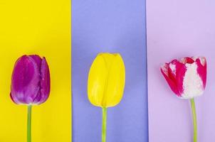 boccioli di tulipani colorati su sfondo luminoso. foto