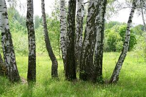 bellissimo betulla alberi foto