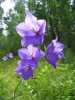 bellissimo campana fiori foto