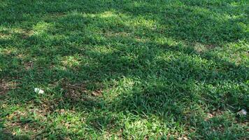 verde erba nel il cortile su un' soleggiato mattina foto