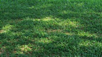 verde erba nel il cortile su un' soleggiato mattina foto