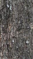 il struttura di un vecchio, brunastro albero tronco foto