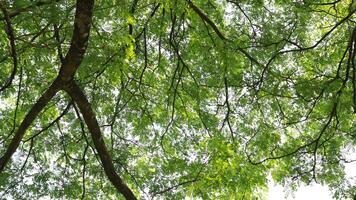 un' albero quello ha molte di ramoscelli e verde le foglie nel il mattina foto