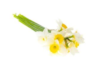 teneri narcisi giardino primaverile su sfondo bianco. foto