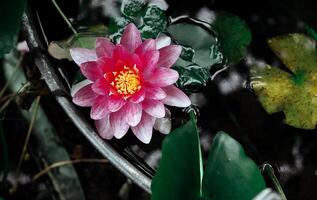 rosa acqua giglio nel il estate giardino foto