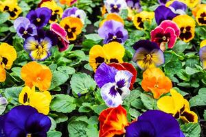 colorato viola del pensiero fiori avvicinamento foto