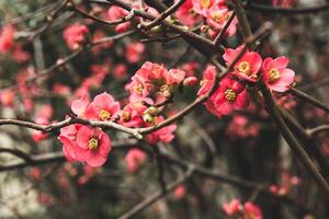 Chaenomeles speciosa primavera fioritura foto