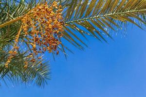datteri gialli sul ramo di palma foto