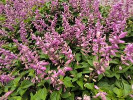 viola salvia fiori fioritura nel il Eden giardino foto