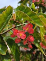 rosso fiammeggiante o rosso begonia fiori siamo fioritura nel il giardino foto