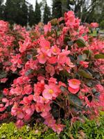 rosso fiammeggiante o rosso begonia fiori siamo fioritura nel il giardino foto