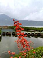 il il scarlatto saggio o salvia splendens fiori nel il giardino foto