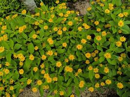 wideia o melampodio paludoso o portulaca fiore quello crescere e fioritura nel il giardino foto