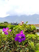 viola melastoma pleroma semidecandrum o Principessa fiore, gloria cespuglio o lasiandra siamo fioritura nel estate foto