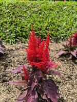 rosso celosia o Drago respiro o luminosa scintille fiore nel il giardino foto