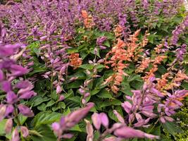 viola salvia fiori fioritura nel il Eden giardino foto