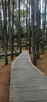 un' sentiero sotto il pino albero foresta foto