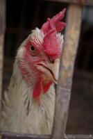 un' maschile femmina pelung pollo foto