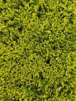 cuphea issopifolia, il falso erica, messicano erica, hawaiano erica o elfo erba, è un' piccolo sempreverde arbusto foto