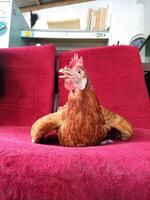 il gallina sat rilassato su il divano foto