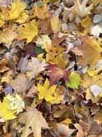 avvicinamento di vivace autunno foglie, un' mescolare di giallo, rosso, e Marrone sfumature, Perfetto per di stagione disegni foto
