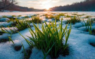 a d'inverno fine, primavera è In arrivo, a Alba il verde neve che si scioglie erba sfondo. foto