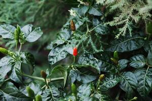 tropicale uccello occhio peperoncino impianti è in crescita nel giardino. capsico Pepe piantagione foto