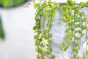 lungo ciglia di peperomio prostrato nel un' calcestruzzo pentola appendere con il giro tartaruga le foglie. peperomia avvicinamento nel il interno su un' bianca sfondo, un ornamentale pianta foto