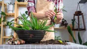 il mani di donna nel un grembiule invasatura, trapianto e riproduzione è il separazione di il bambini di il aloe Vera pianta. succulento su il tavolo, pentola, suolo, notizia in anticipo foto