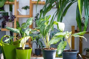 aglaonema su il tavolo per trapianto e cura per domestico impianti nel il interno di un' verde Casa con in vaso impianti foto