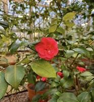 un' singolo radiante rosso camelia fiore con lussureggiante verde le foglie nel un' tranquillo serra ambientazione, in mostra naturale bellezza foto