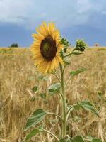 un' solitario girasole sta vivace in mezzo d'oro Grano, simboleggiante speranza e il bellezza di natura nel contrasto per il raccogliere stagione foto