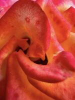 avvicinamento tiro di un' rosa con un' vivace miscela di rosa e arancia sfumature, evidenziazione il delicato textures e modelli foto