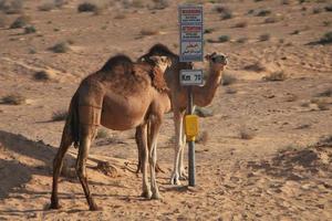 dromedario al cartello foto