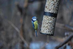 uccello in inverno dettaglio foto