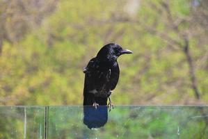 corvo nero su una ringhiera di vetro foto