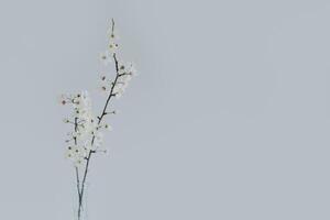 bellissimo fiorire rami nel un' vaso su un' grigio sfondo. primavera minimalista concetto. foto