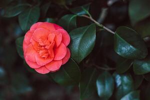 bellissimo rosa camelia fiori nel un' giardino. foto