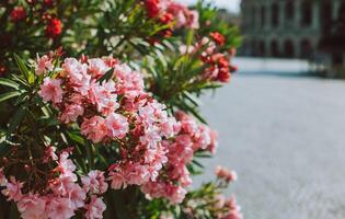 bellissimo rosa oleandro fiori su un' estate strada. foto