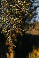 fresco rami di oliva albero nel un' giardino su un' soleggiato giorno. foto