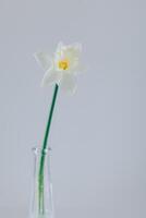 bellissimo bianca narciso Narciso fiore nel un' vaso. minimo concetto. foto