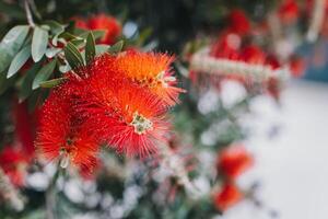 sorprendente rosso fiori di il fioritura callistemon albero nel un' primavera giardino. foto