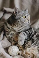 soffice gatto Scozzese dritto razza, posa su il lenzuolo. foto