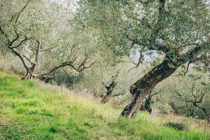 bellissimo vecchio oliva alberi nel un' primavera giardino. foto