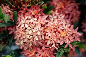 vicino su di bellissimo rosso rubiaceae foto