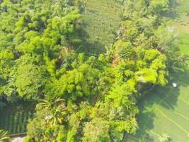 uccello occhio Visualizza di tropicale foresta su il bordo di il città, foresta quello funzioni come un' acqua bacino di utenza nel il città di bandung, ovest Giava Indonesia, Asia. naturale paesaggio. superiore Visualizza. aereo tiro foto