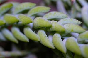 macrofotografia. selettivo messa a fuoco. avvicinamento tiro di succulento sospeso pianta sedum morganianum. leggero verde sospeso pianta succulento. bella sfondo foto