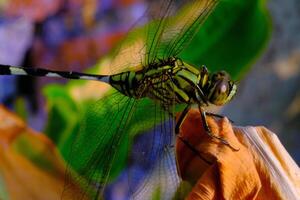 macrofotografia. animale avvicinamento. macro foto di un' verde libellula. un' verde libellula è seduta su un' asciutto foglia. bandung, Indonesia