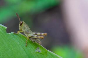 macrofotografia. animale fotografia. avvicinamento foto di bambino cavalletta arroccato su foglia mancia. bambino giavanese cavalletta o valanga nigricornis. tiro nel macro lente